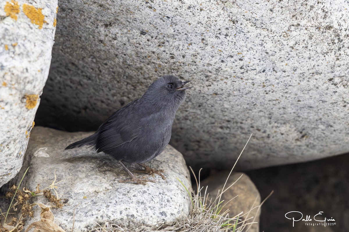 Magellanic Tapaculo - ML637477427