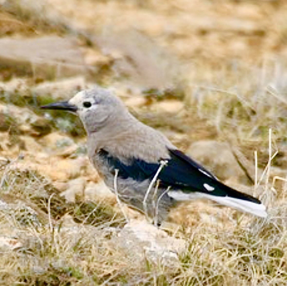 Clark's Nutcracker - ML637477439