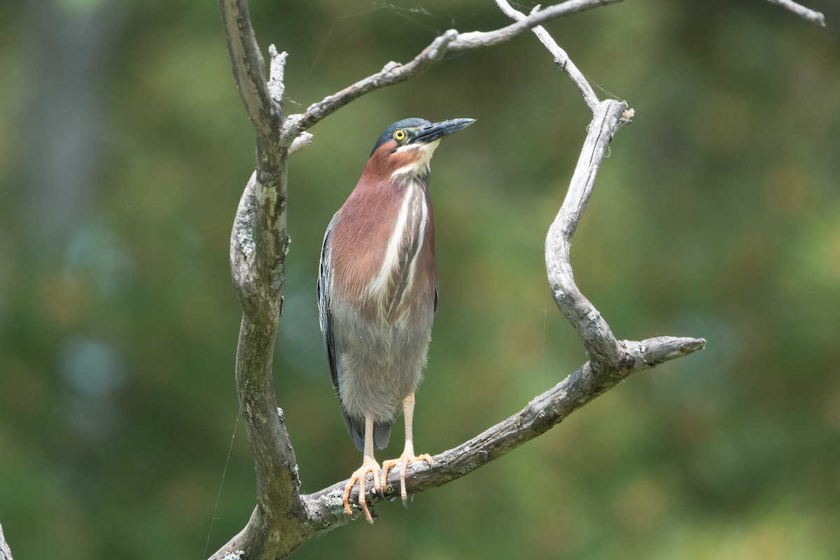 Grünreiher - ML637477462