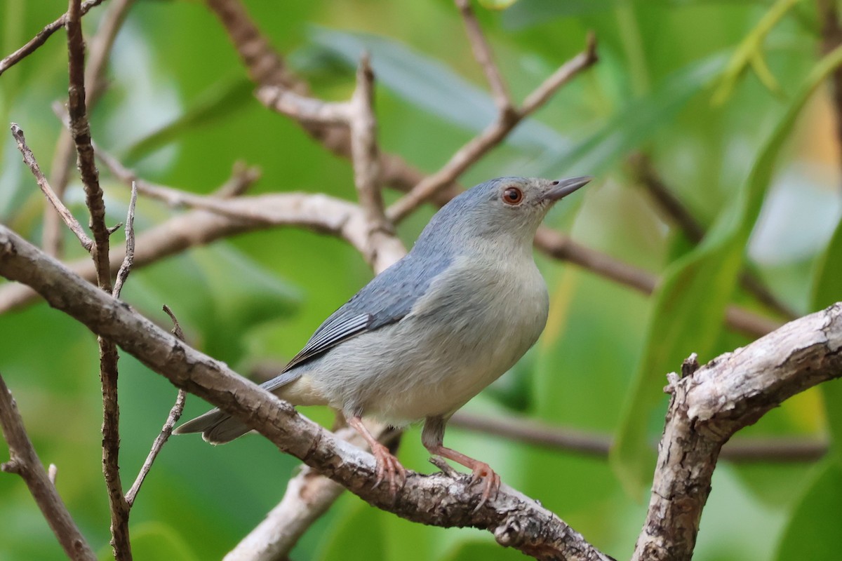 Bicolored Conebill - ML637477522