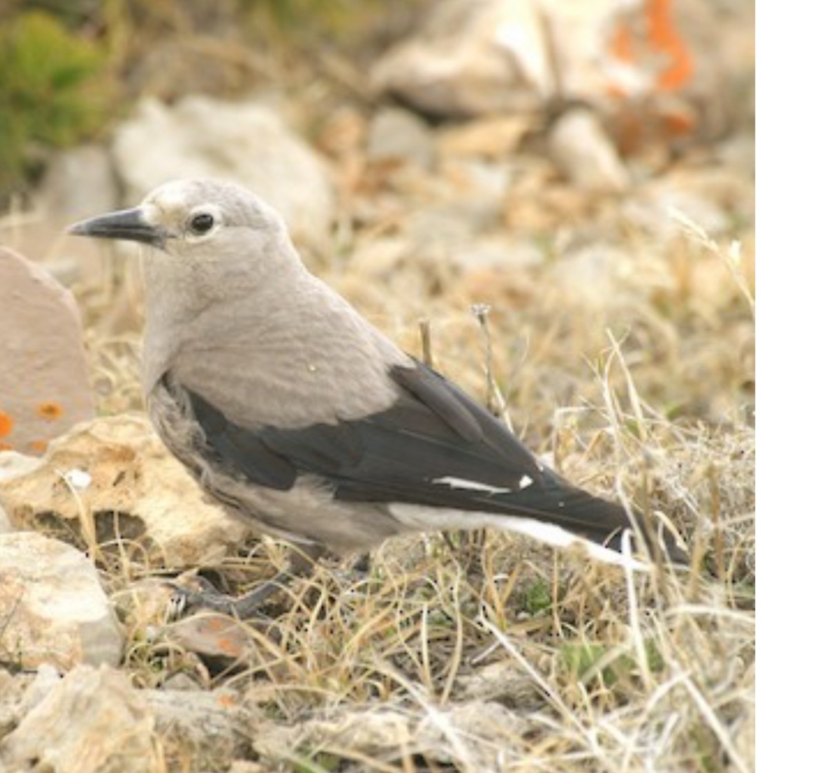Clark's Nutcracker - ML637477583