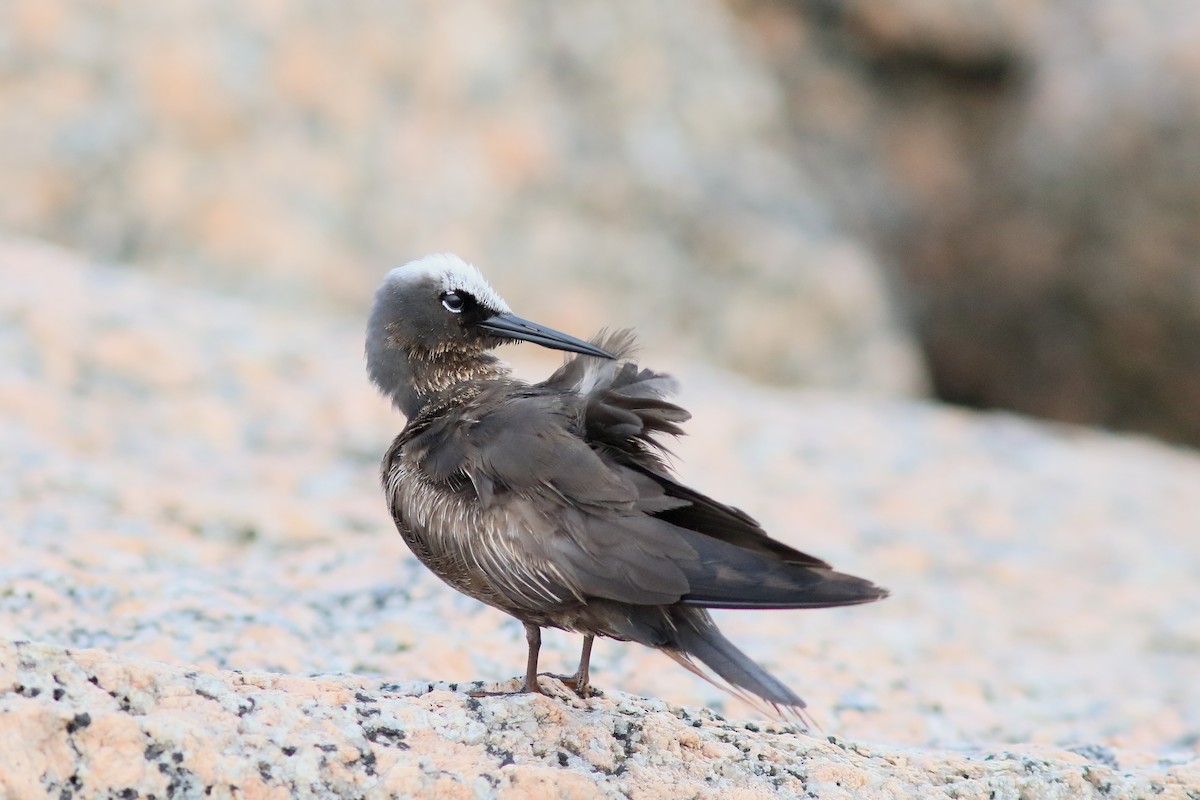 Black Noddy - ML637477588