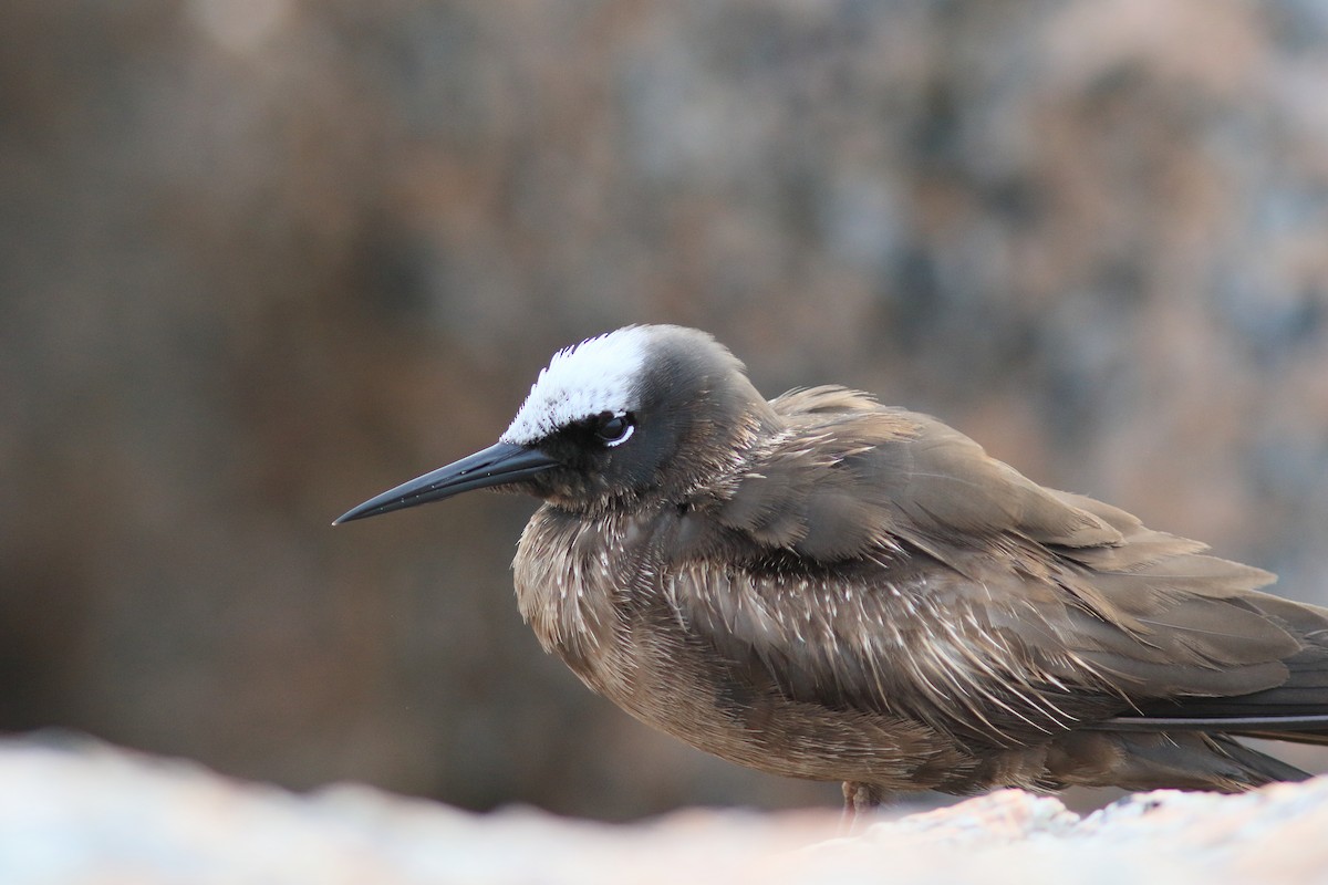 Black Noddy - ML637477593