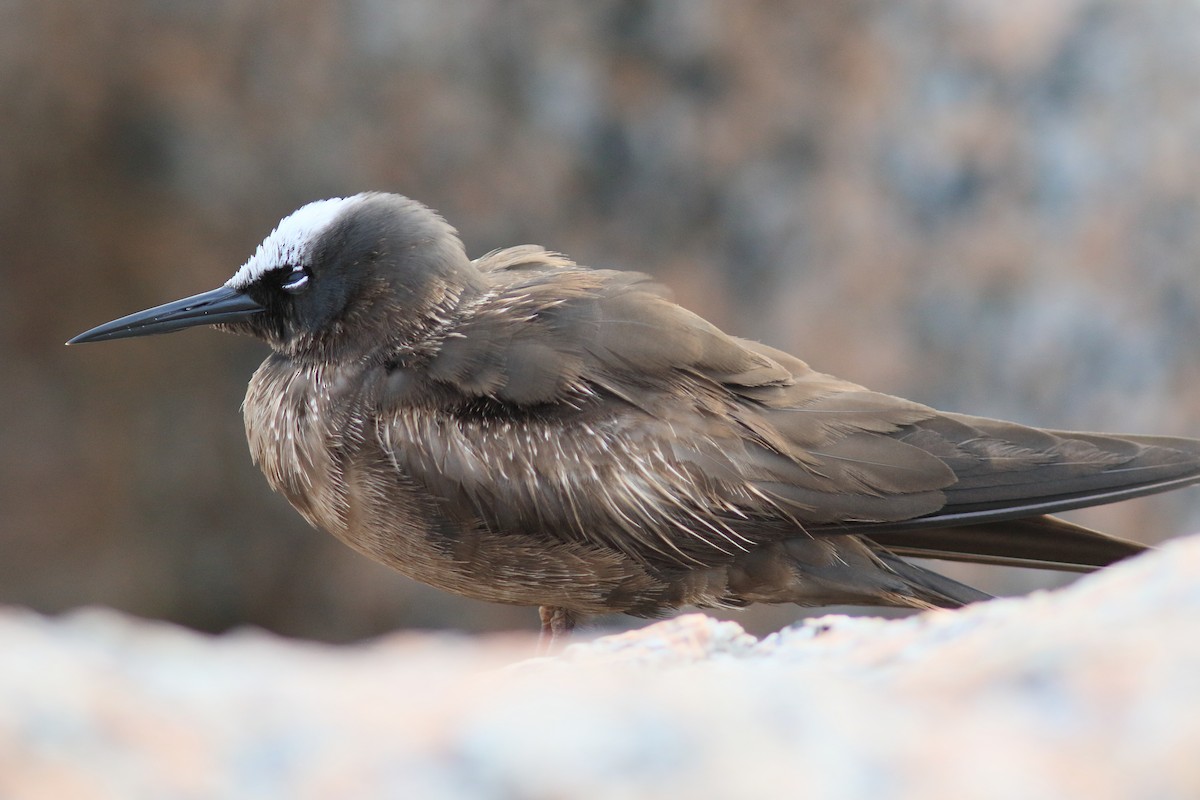 Black Noddy - ML637477599