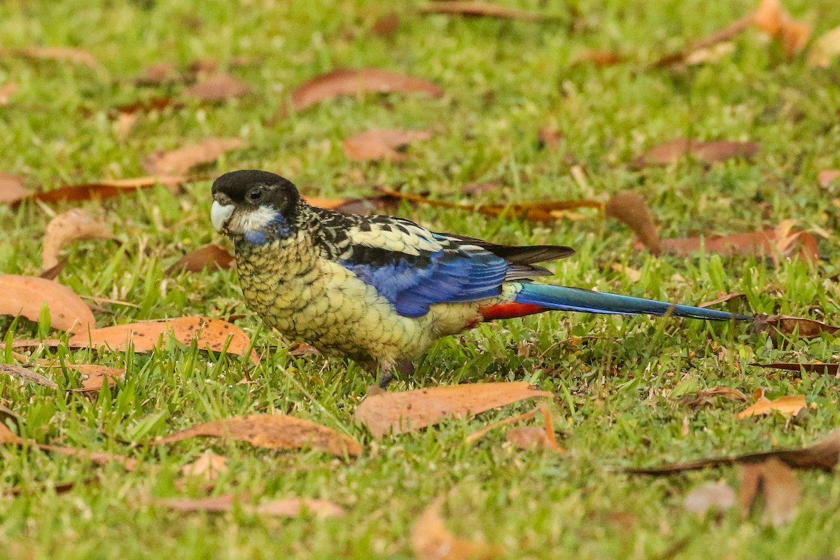 Northern Rosella - ML637477610