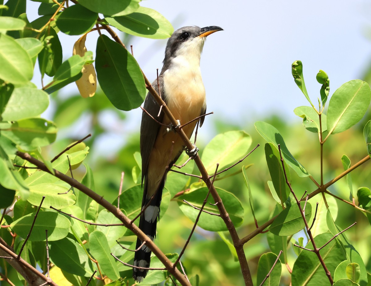 Mangrove Cuckoo - ML637477618