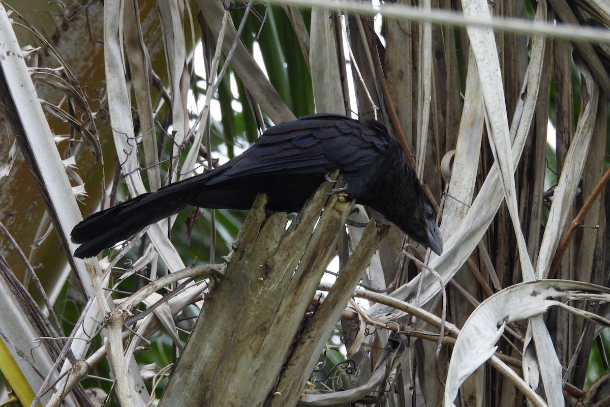 Smooth-billed Ani - ML637477651
