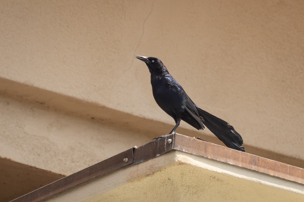 Great-tailed Grackle (Western) - ML637477654