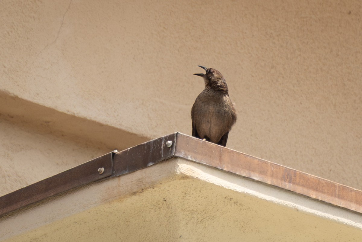 Great-tailed Grackle (Western) - ML637477658