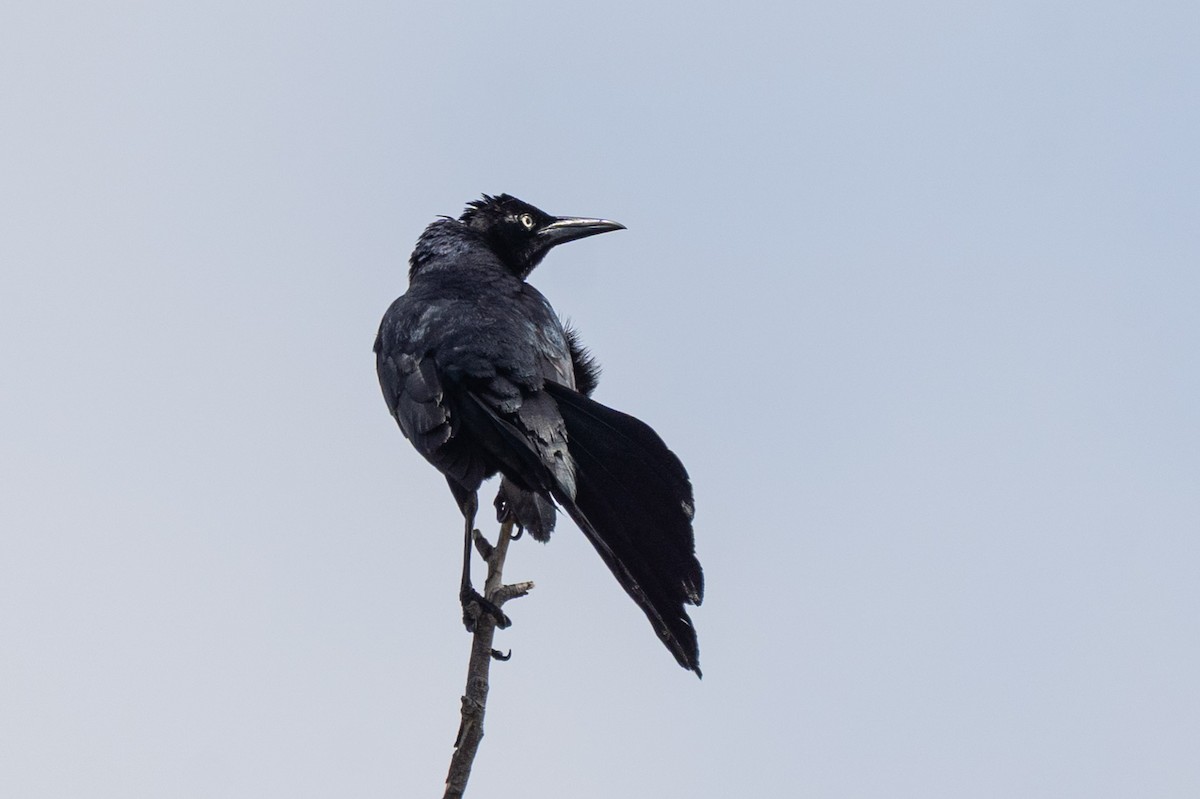 Great-tailed Grackle (Western) - ML637477659