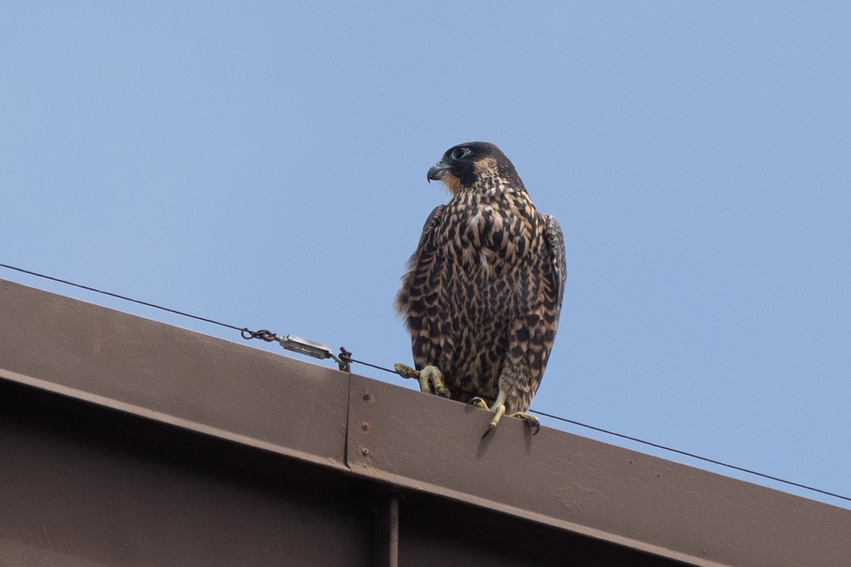 Peregrine Falcon (North American) - ML637477669