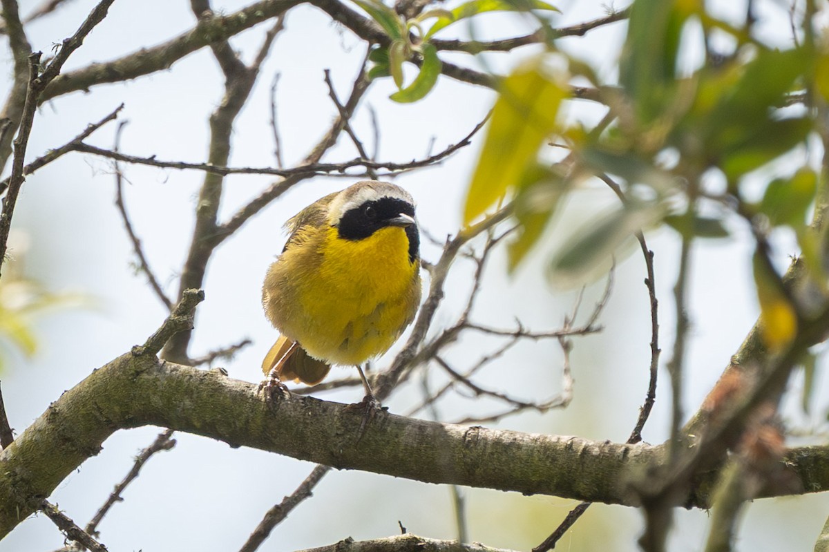 Common Yellowthroat (arizela Group) - ML637477671