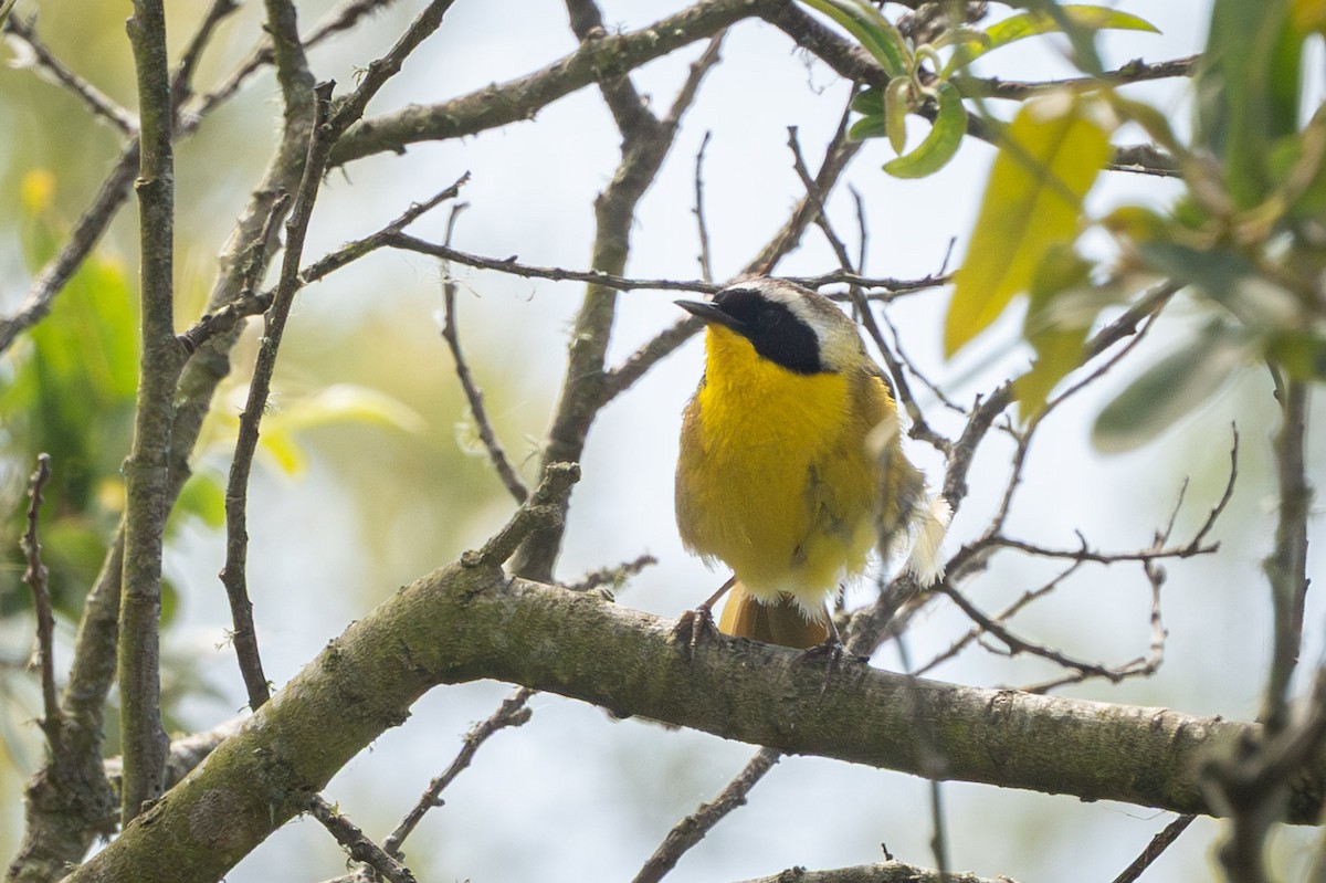 Common Yellowthroat (arizela Group) - ML637477673