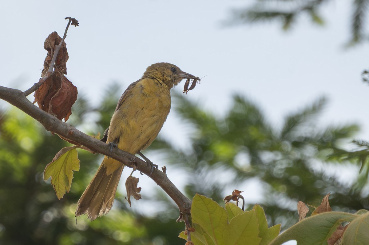 Hooded Oriole (nelsoni Group) - ML637477679