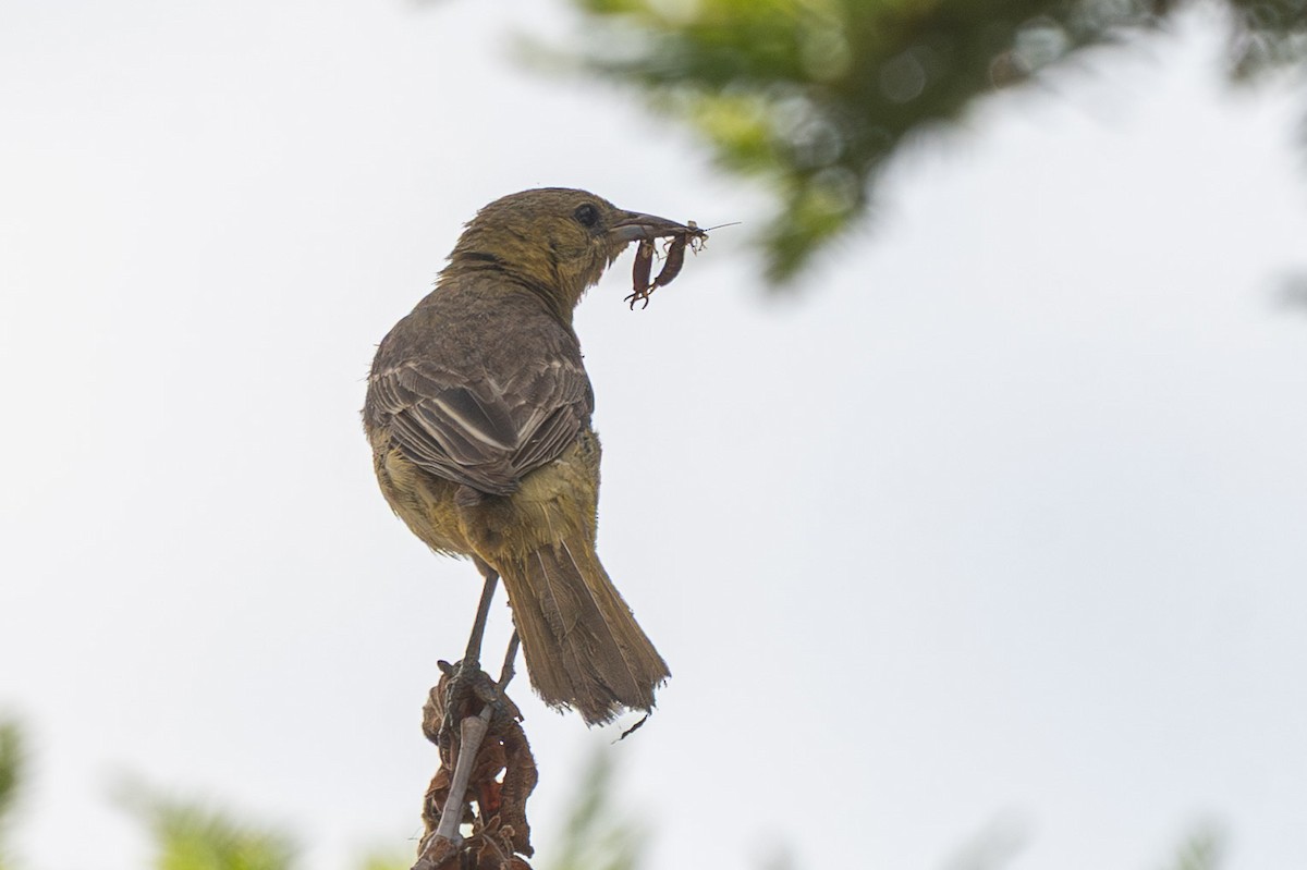 Hooded Oriole (nelsoni Group) - ML637477680