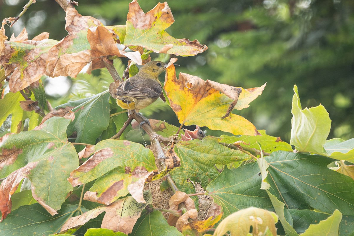 Hooded Oriole (nelsoni Group) - ML637477684