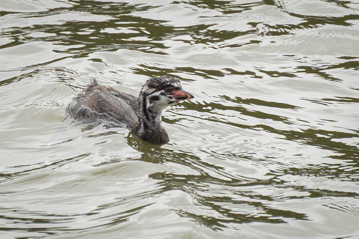Pied-billed Grebe - ML637477688