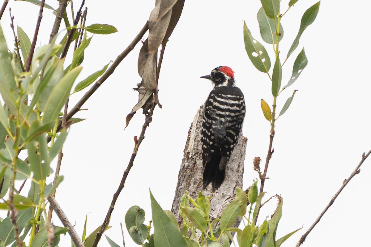 Nuttall's Woodpecker - ML637477694