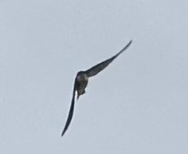 Hirondelle bicolore ou H. à face blanche - ML637477704