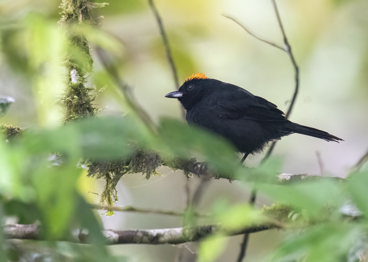 Tawny-crested Tanager - ML637477768