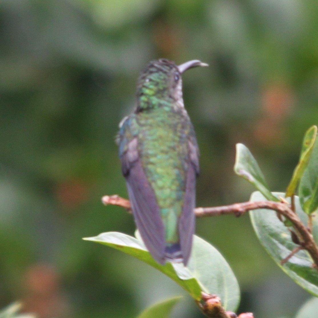 Green-breasted Mango - ML637477814