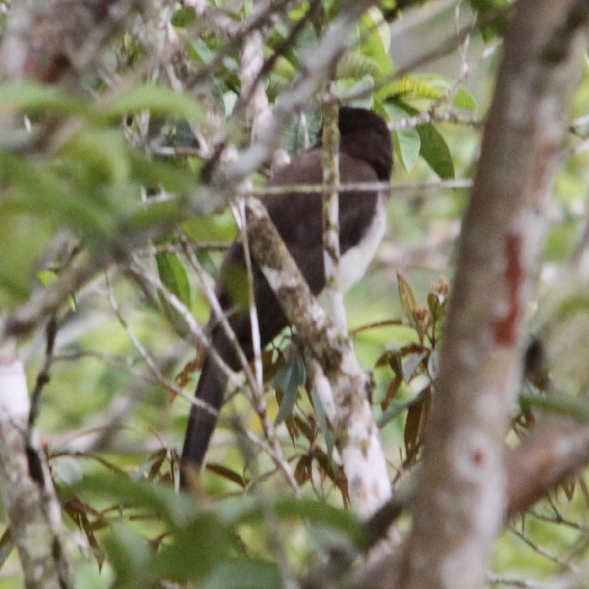 Brown Jay - ML637477858