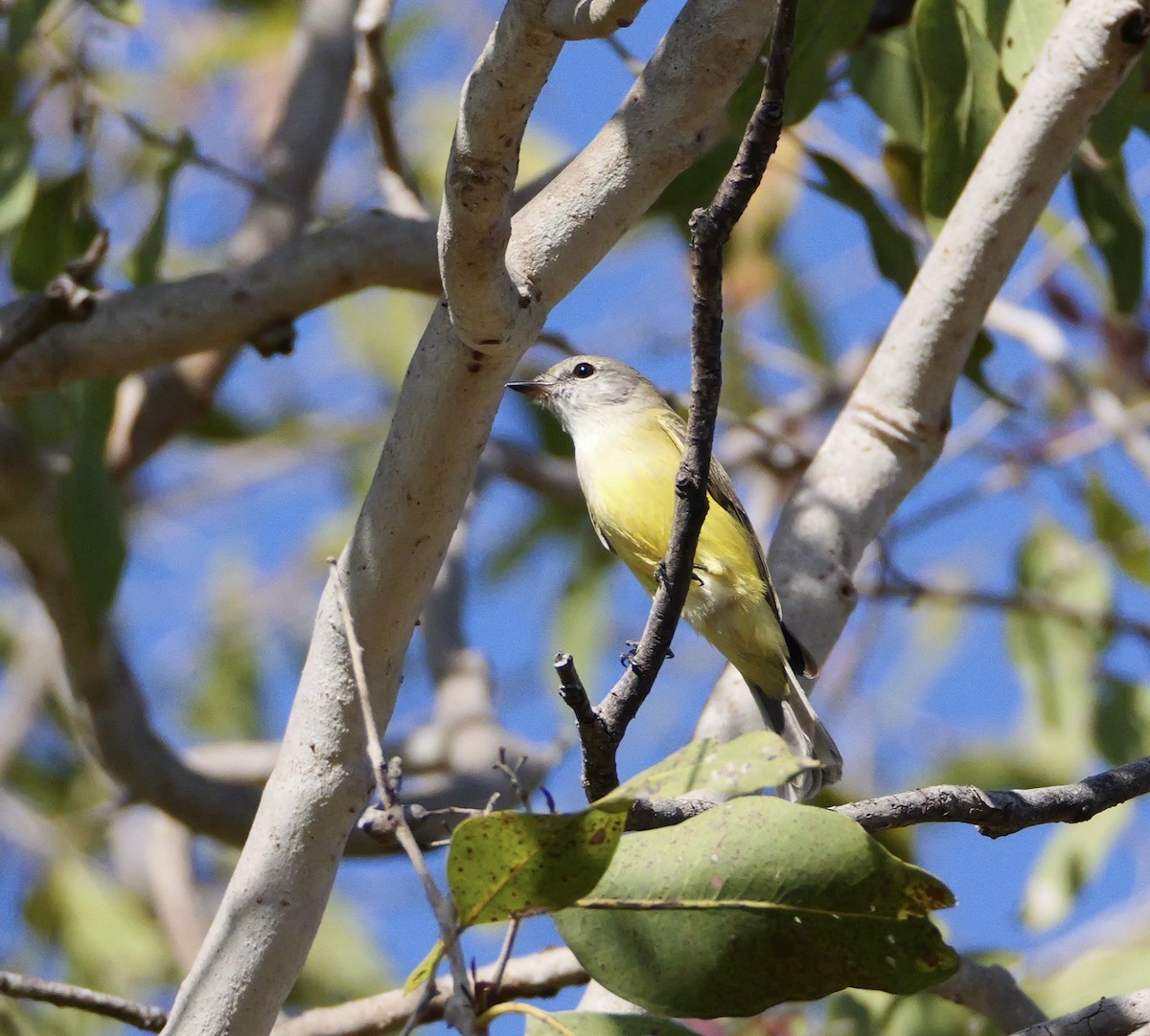 Lemon-bellied Flyrobin (Lemon-bellied) - ML637477861