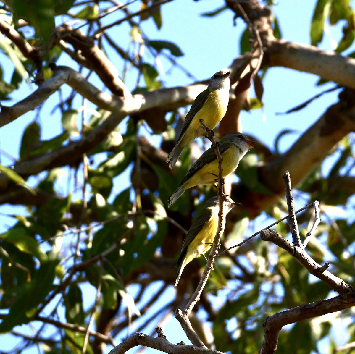 Lemon-bellied Flyrobin (Lemon-bellied) - ML637477862