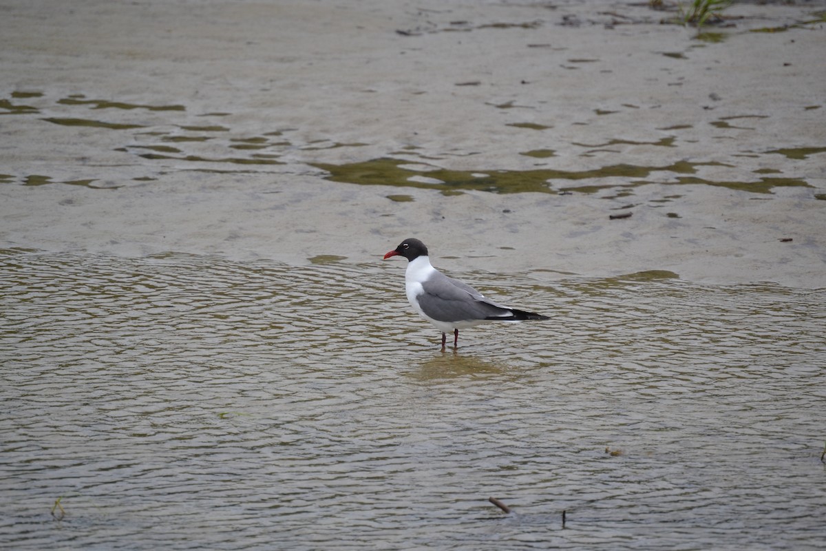 Laughing Gull - ML637477867