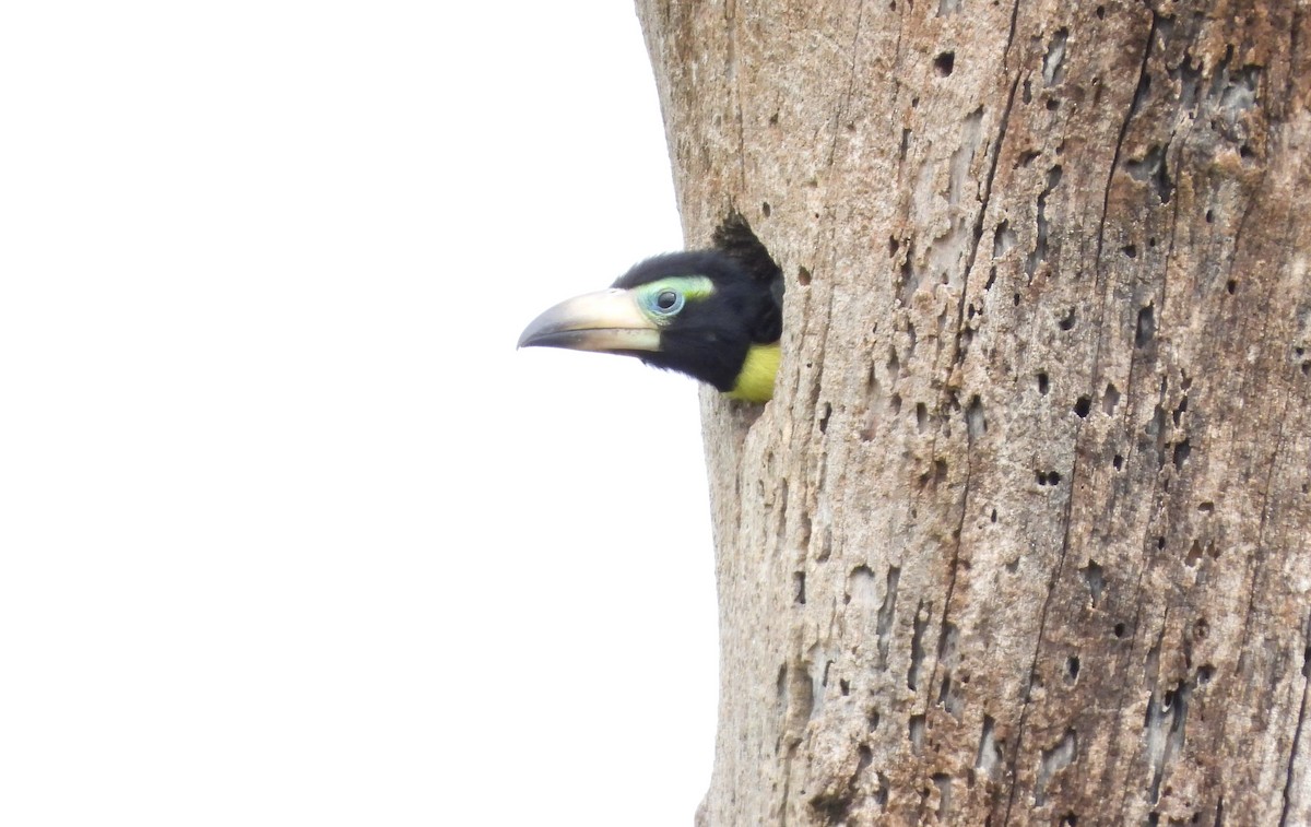 Lettered Aracari - ML637477871