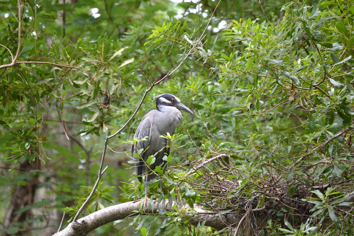 Yellow-crowned Night Heron - ML637477877