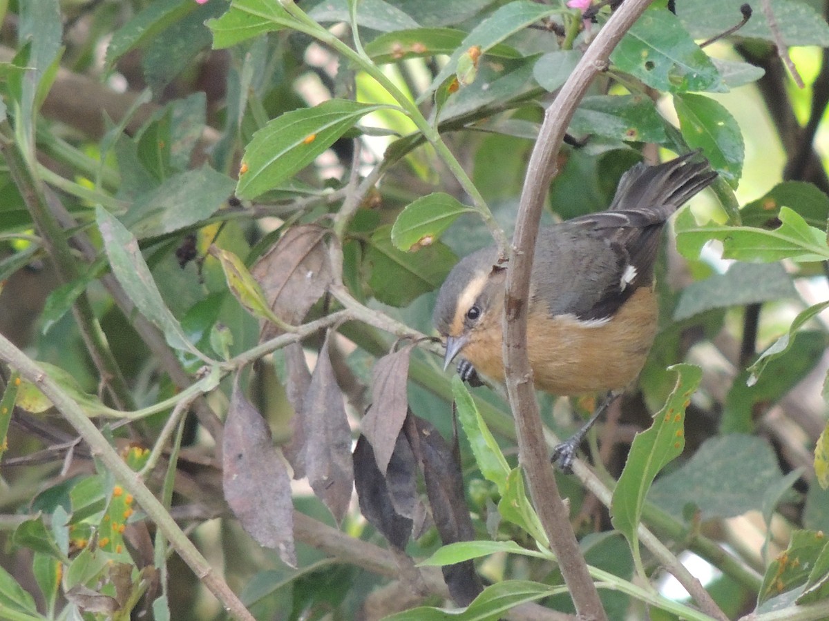 Cinereous Conebill - ML637477916