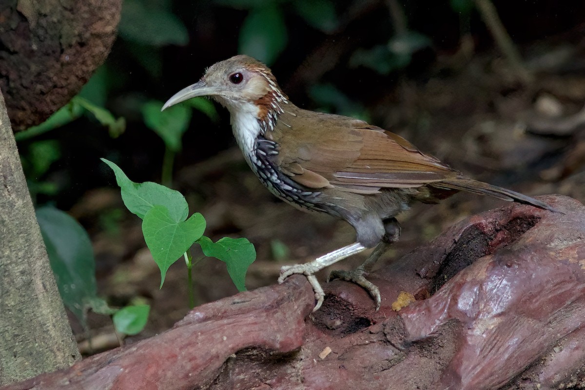 Large Scimitar-Babbler - ML637477923