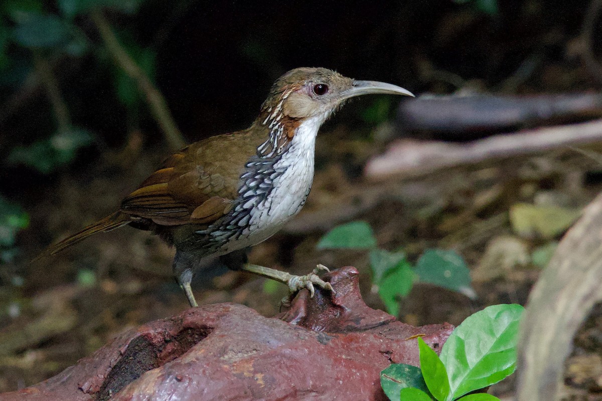 Large Scimitar-Babbler - ML637477924