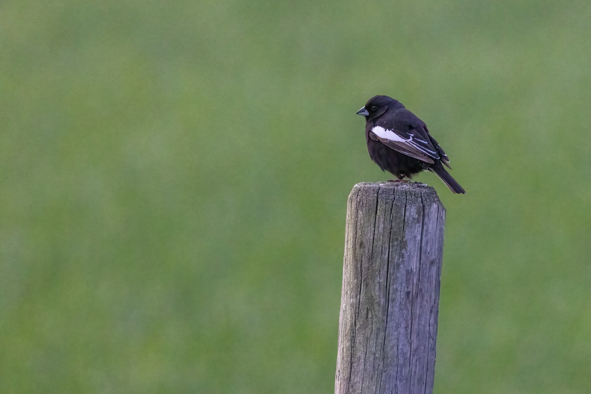 Lark Bunting - ML637477988