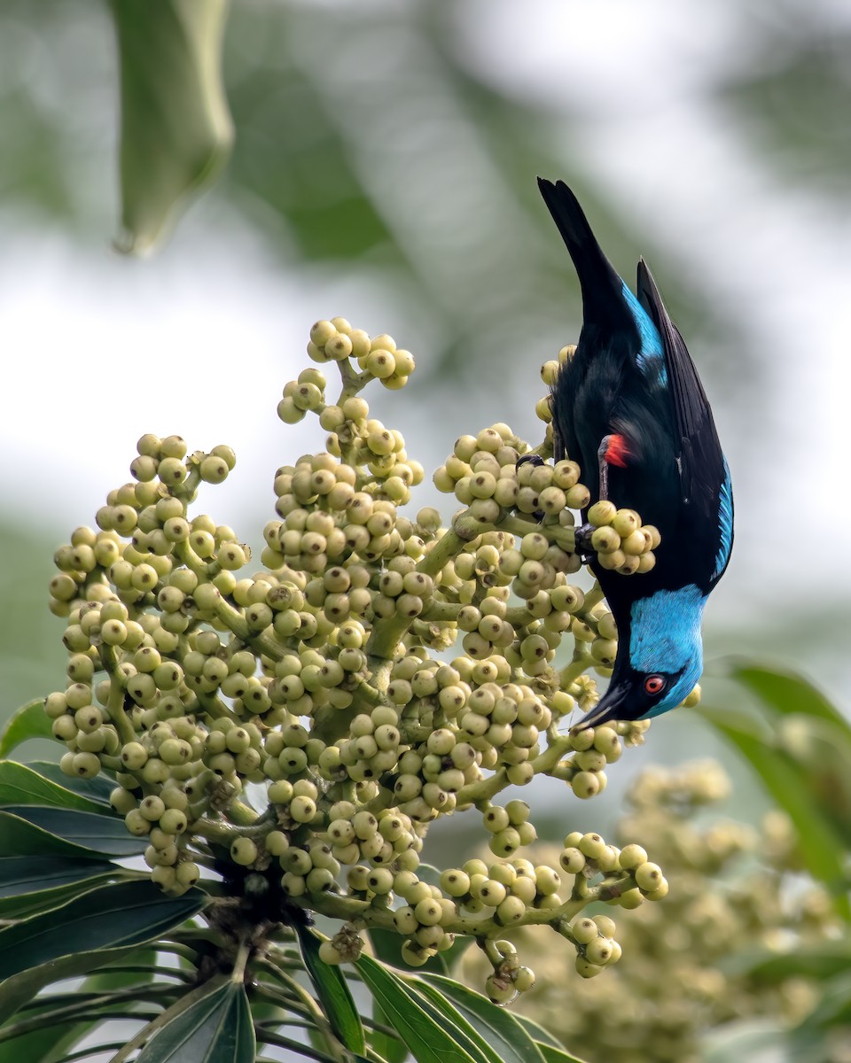 Scarlet-thighed Dacnis - ML637478004