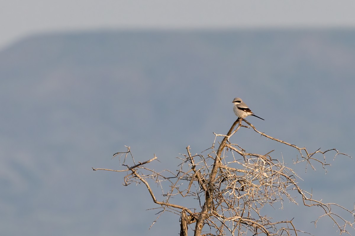 ťuhýk americký - ML637478038