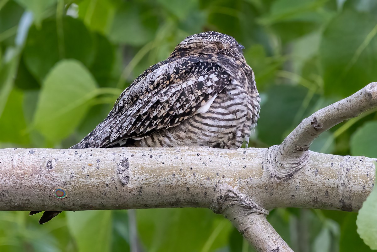 lelek sokolí - ML637478071