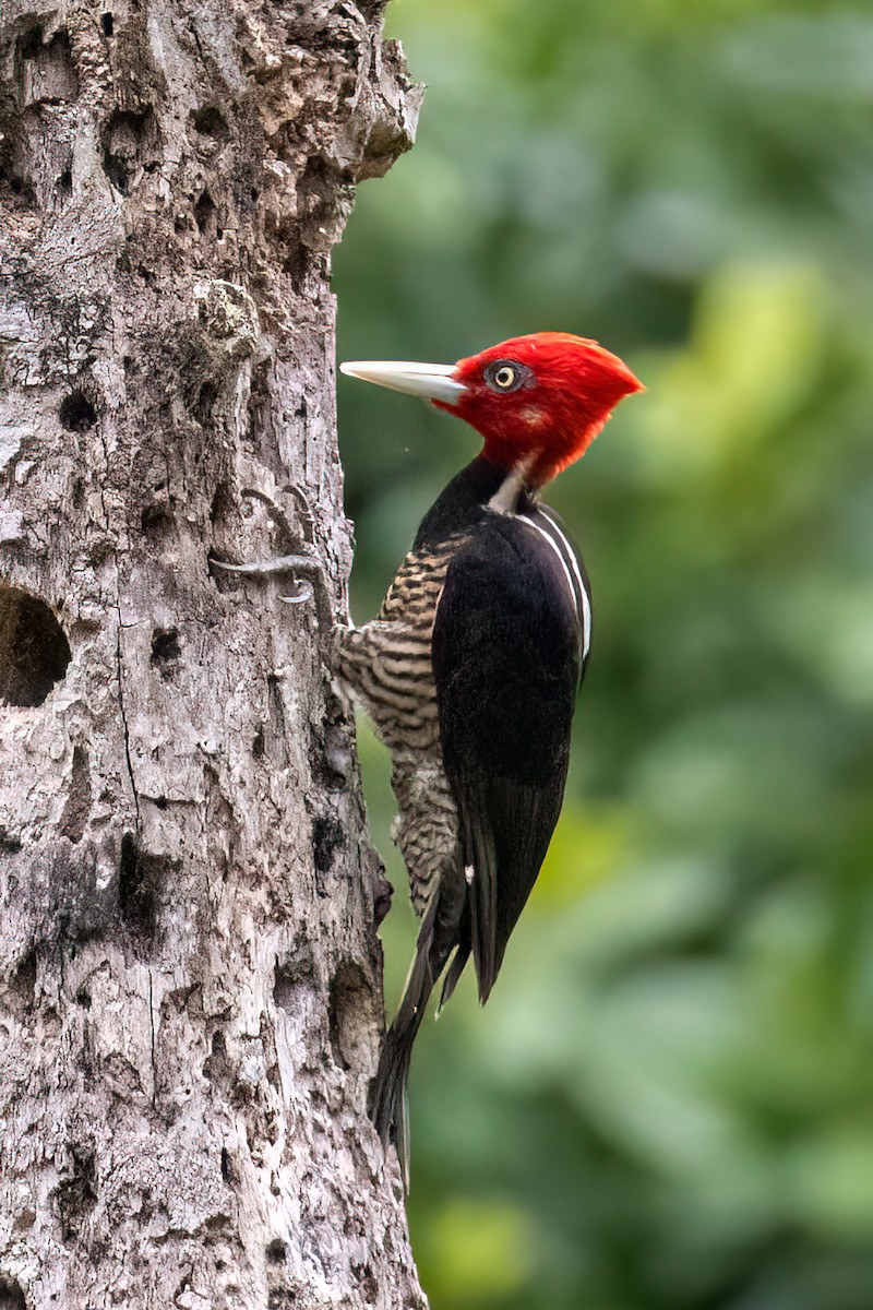 Pale-billed Woodpecker - ML637478113