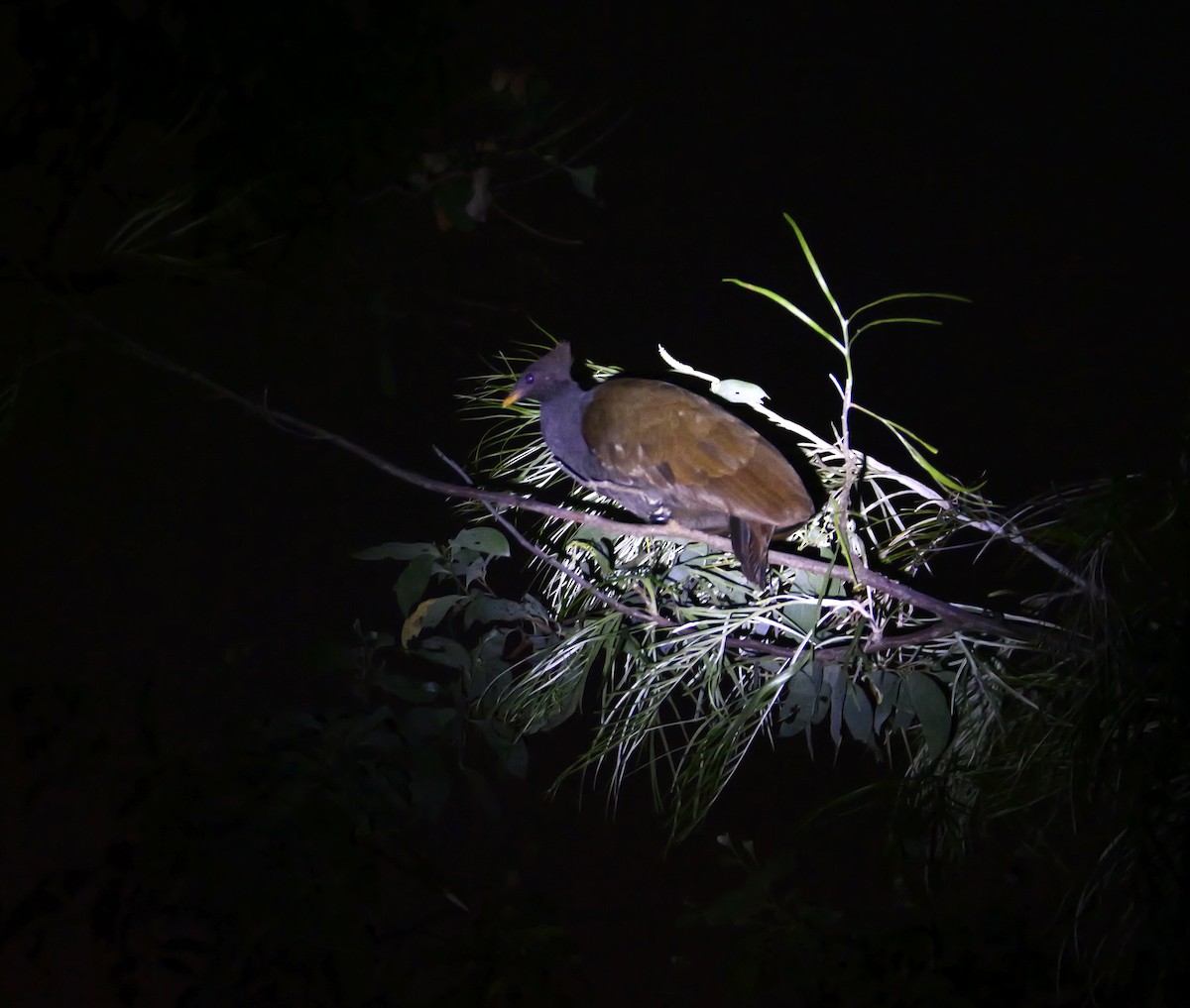 Orange-footed Megapode - ML637478129