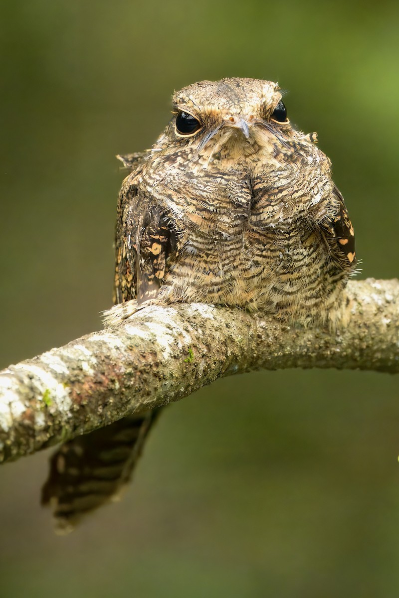 Ladder-tailed Nightjar - ML637478193