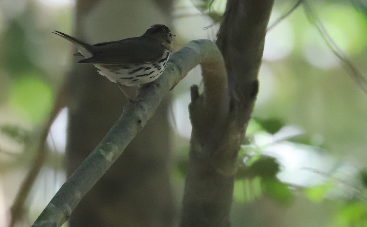 Ovenbird - ML637478195