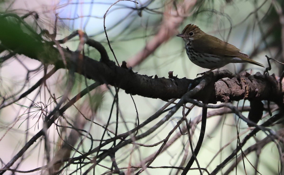 Ovenbird - ML637478200