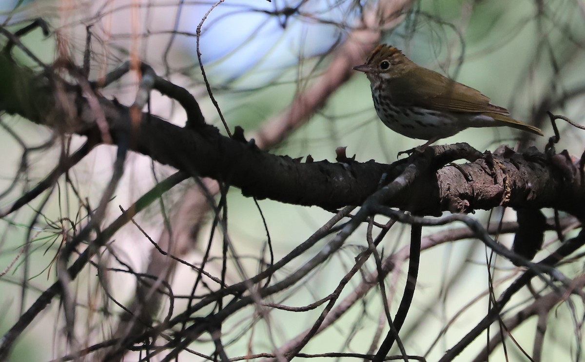 Ovenbird - ML637478204
