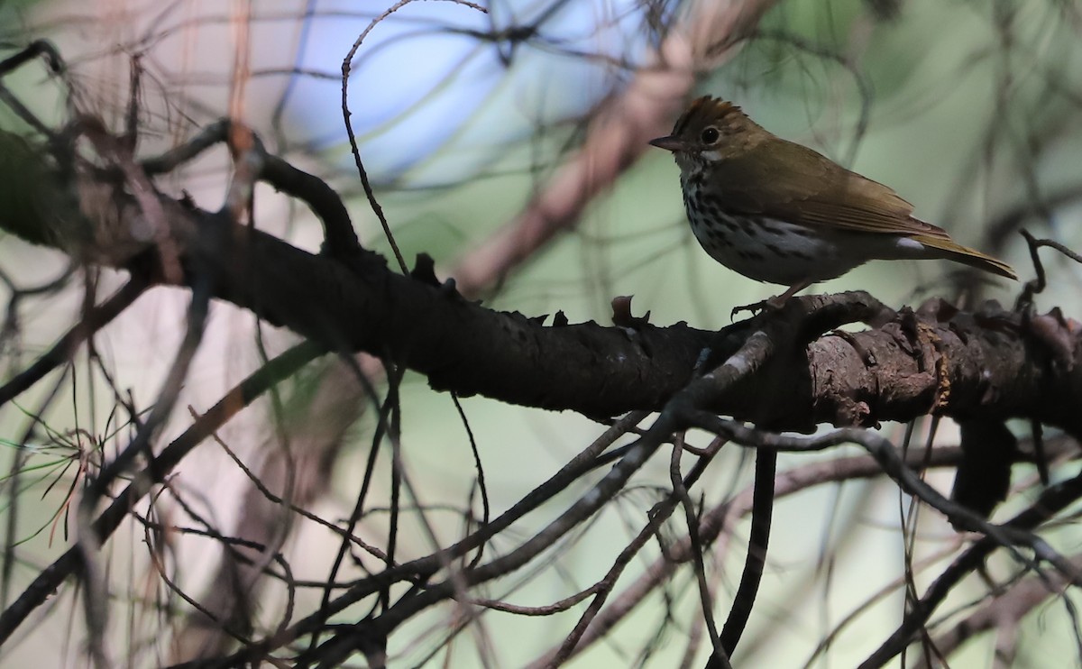 Ovenbird - ML637478208