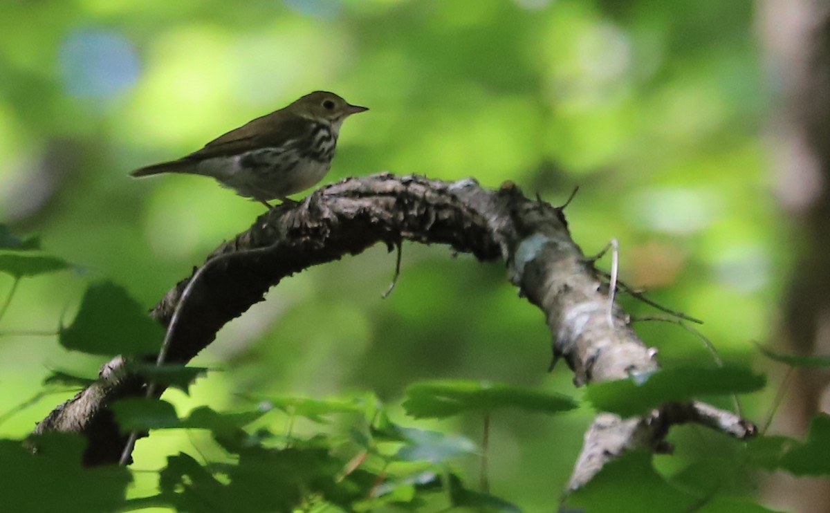 Ovenbird - ML637478215