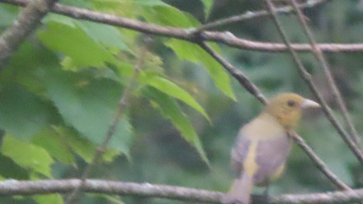 Scarlet Tanager - ML637478229