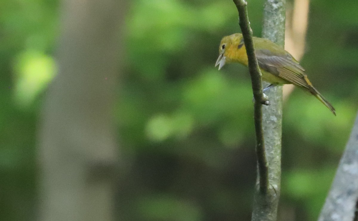 Summer Tanager - ML637478231