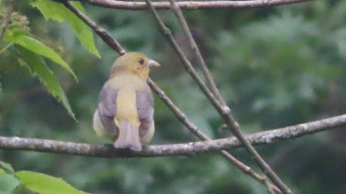 Scarlet Tanager - ML637478234