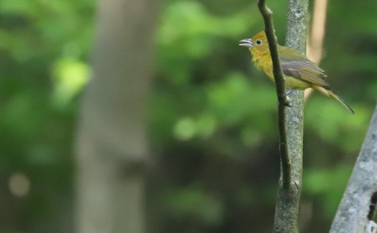 Summer Tanager - ML637478235
